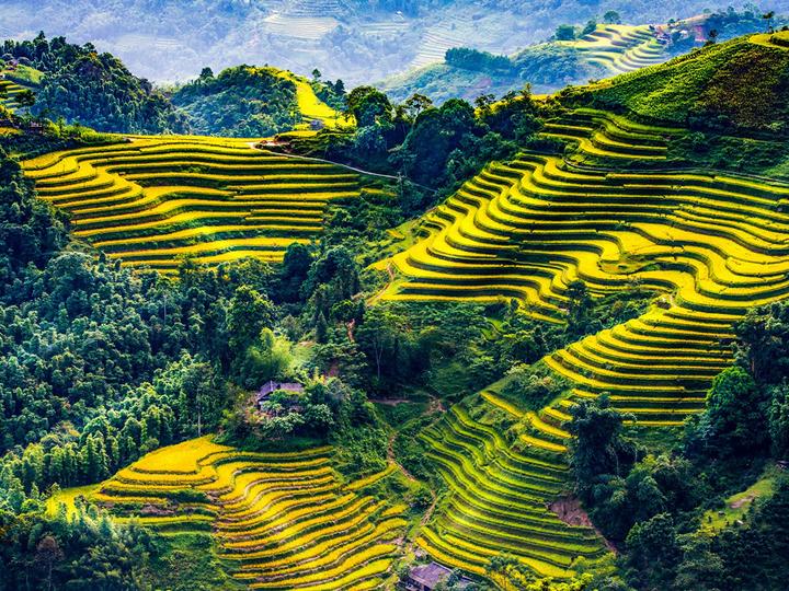 Bonobo: Nguồn Gốc Tiến Hóa Của Ngôn Ngữ Con Người?
