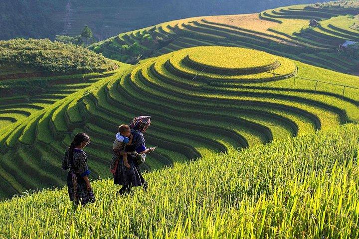 Kích thước to bất thường: Tôm nuôi theo phương pháp tự nhiên sẽ có kích thước không